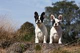 BOULEDOGUE FRANCAIS 894